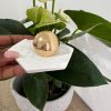 Golden Luxe Ring